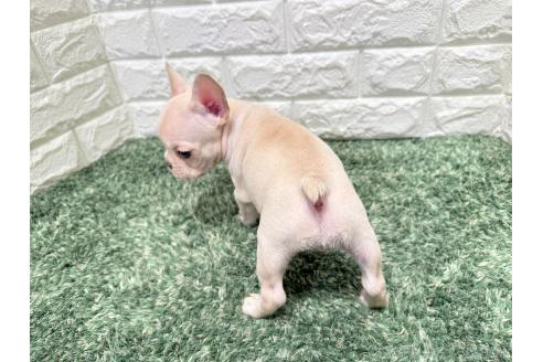 成約済の愛知県のフレンチブルドッグ-365847の2枚目
