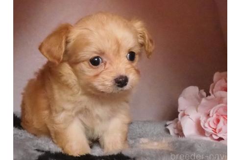 成約済の岡山県のチワプー:チワワ×トイプードル-365880の2枚目