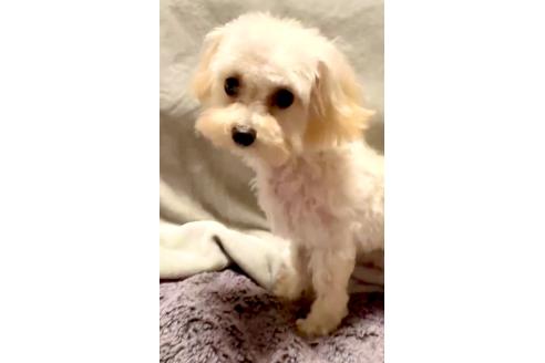 成約済の東京都のミックス犬-329634の48枚目