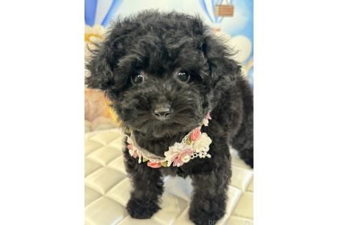 成約済の埼玉県のティーカッププードル-355898の6枚目