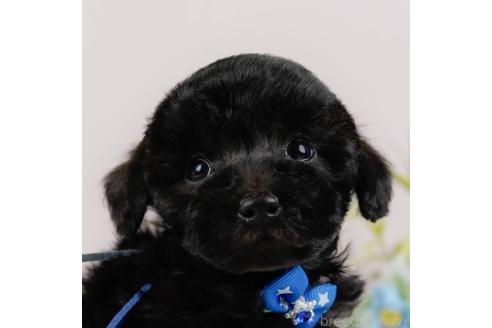 成約済の神奈川県のトイプードル-357209