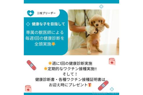 成約済の神奈川県のトイプードル-357209の7枚目