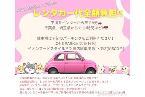 成約済の神奈川県のトイプードル-357209の6枚目