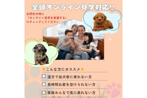 成約済の神奈川県のトイプードル-357209の4枚目