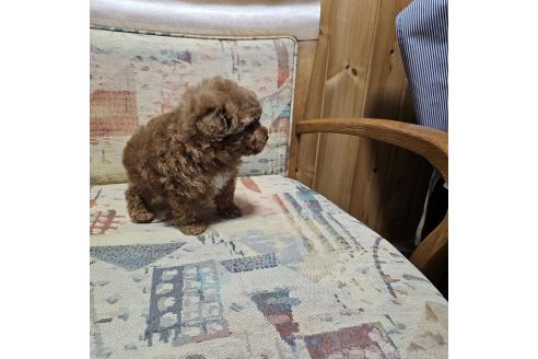 成約済の埼玉県のタイニープードル-365890の8枚目