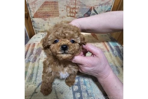 成約済の埼玉県のタイニープードル-365890の4枚目