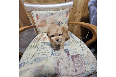 成約済の埼玉県のタイニープードル-365898の9枚目