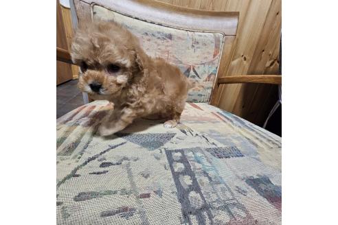 成約済の埼玉県のタイニープードル-365898の6枚目