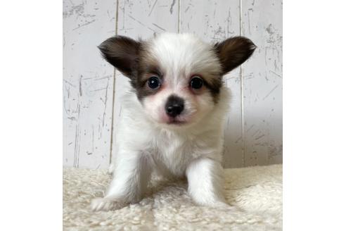 成約済の千葉県のミックス犬-365899の5枚目