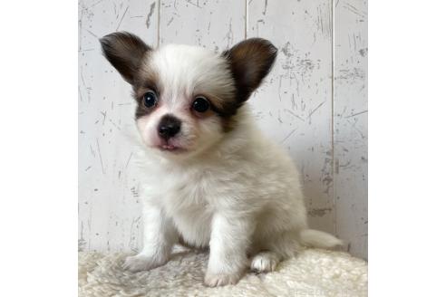 成約済の千葉県のミックス犬-365899の2枚目