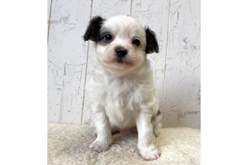 成約済の千葉県のミックス犬-365901の5枚目