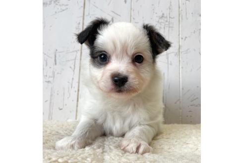 成約済の千葉県のミックス犬-365901の4枚目