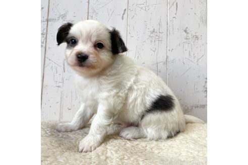 成約済の千葉県のミックス犬-365901の3枚目