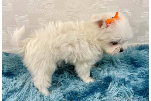 成約済の埼玉県のチワマル:チワワ×マルチーズ-360439の2枚目