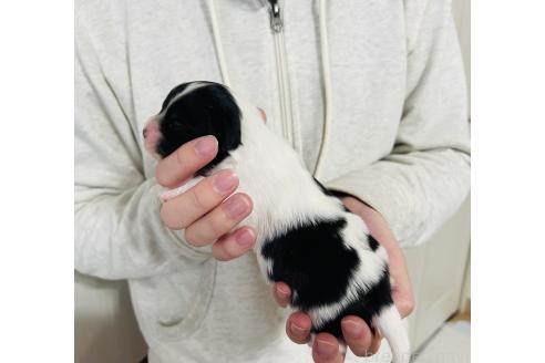 成約済の埼玉県のパピヨン-365948の14枚目