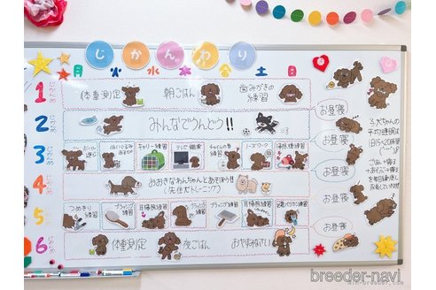 成約済の栃木県のチワズー:チワワ×シーズー-344879の2枚目