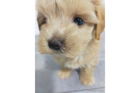 成約済の宮崎県のマルプー:マルチーズ×トイプードル-365800の3枚目