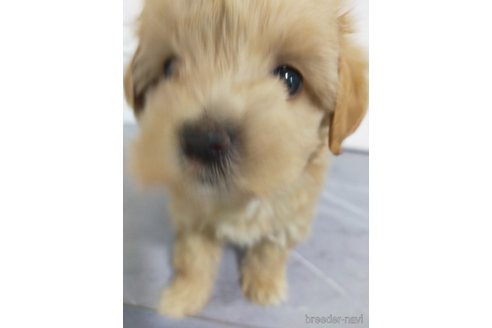 成約済の宮崎県のマルプー:マルチーズ×トイプードル-365800の2枚目