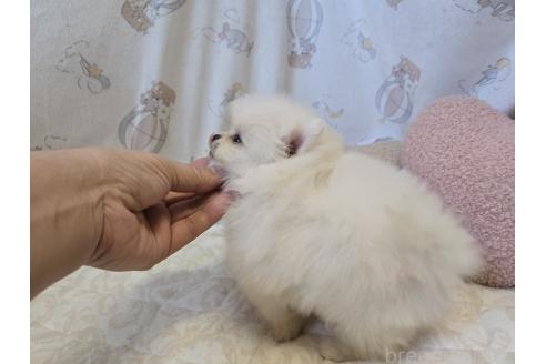 成約済の香川県のポメラニアン-365999の15枚目