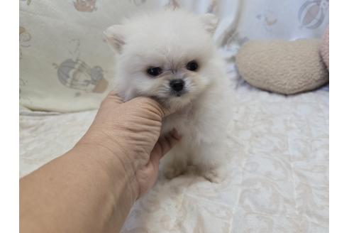 成約済の香川県のポメラニアン-365999の14枚目