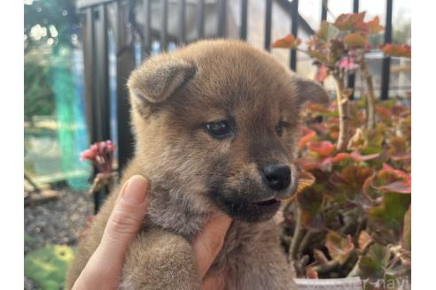 成約済の岡山県の柴犬-366000の5枚目