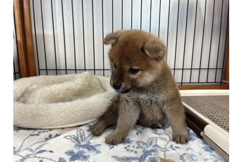 成約済の岡山県の柴犬-366000の4枚目
