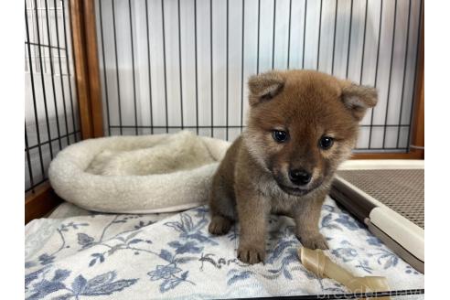 成約済の岡山県の柴犬-366000の2枚目
