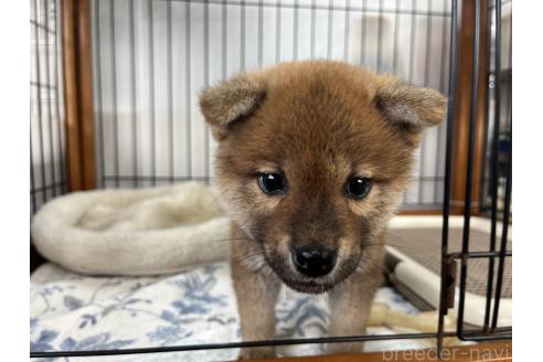 成約済の岡山県の柴犬-366000の1枚目