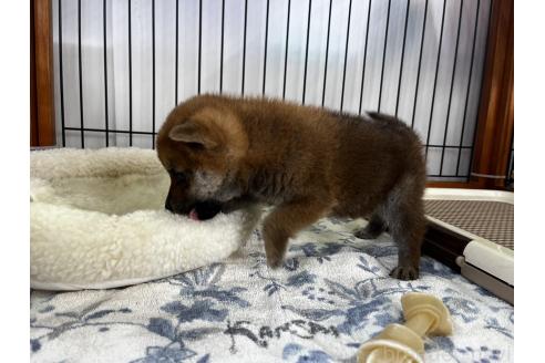 成約済の岡山県の柴犬-366006の5枚目