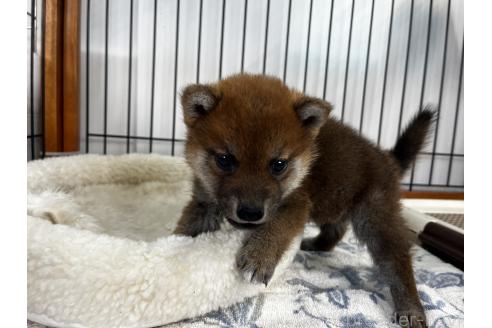 成約済の岡山県の柴犬-366006の3枚目