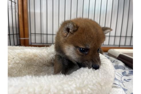 成約済の岡山県の柴犬-366006の2枚目