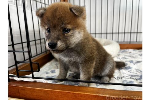 成約済の岡山県の柴犬-366009の5枚目