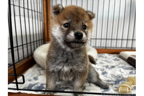 成約済の岡山県の柴犬-366009の4枚目