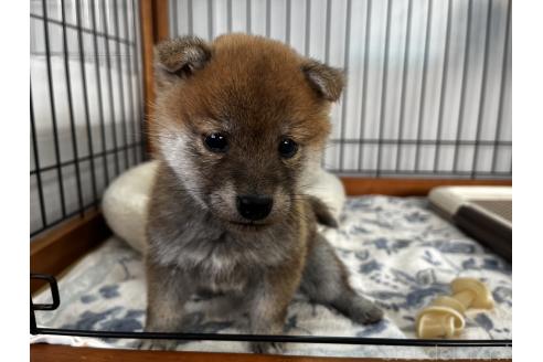 成約済の岡山県の柴犬-366009の3枚目