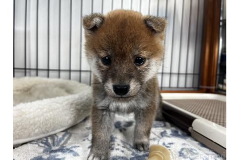 成約済の岡山県の柴犬-366009の2枚目