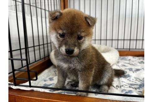 成約済の岡山県の柴犬-366009の1枚目