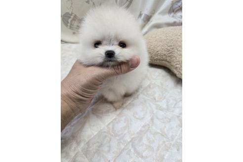 成約済の香川県のポメラニアン-366011の1枚目