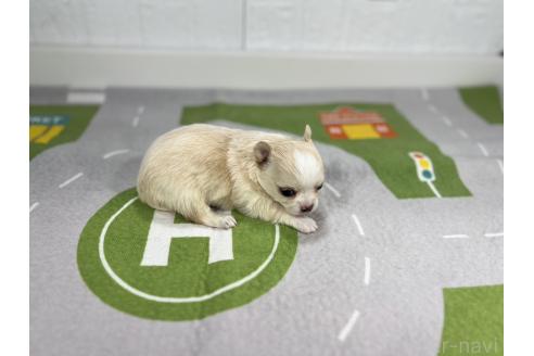 成約済の愛知県のチワワ(ロングコート)-366028の2枚目