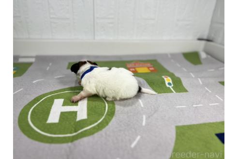 成約済の愛知県のパピヨン-366040の6枚目