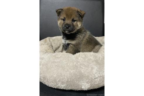 成約済の滋賀県の柴犬-362988の2枚目