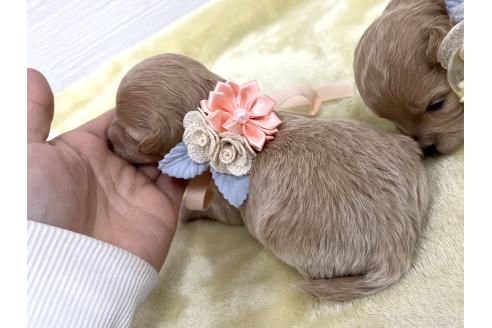 成約済の愛知県のマルプー:マルチーズ×トイプードル-364533の4枚目