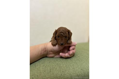 成約済の北海道のトイプードル-365031の15枚目