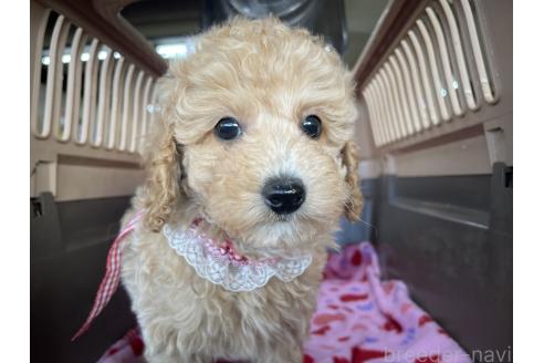 成約済の愛媛県のタイニープードル-366102の7枚目