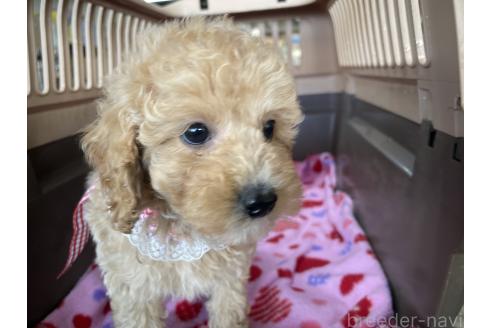 成約済の愛媛県のタイニープードル-366102の6枚目