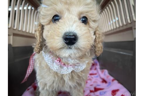 成約済の愛媛県のタイニープードル-366102の5枚目