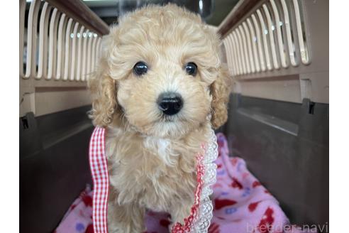 成約済の愛媛県のタイニープードル-366102の4枚目