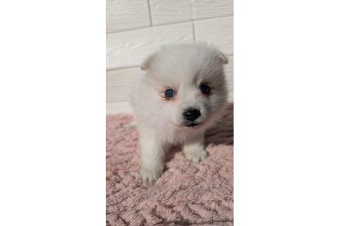 成約済の宮崎県のミックス犬-366103の1枚目
