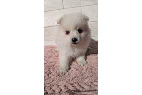 成約済の宮崎県のミックス犬-366103の5枚目
