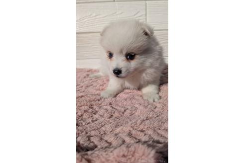 成約済の宮崎県のミックス犬-366103の4枚目