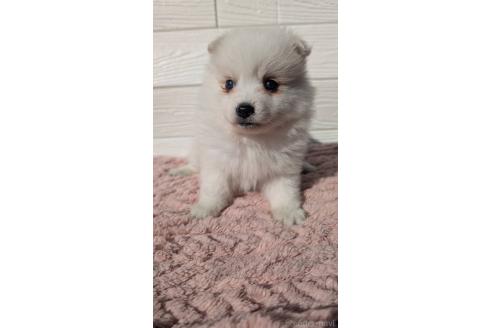 成約済の宮崎県のミックス犬-366103の3枚目